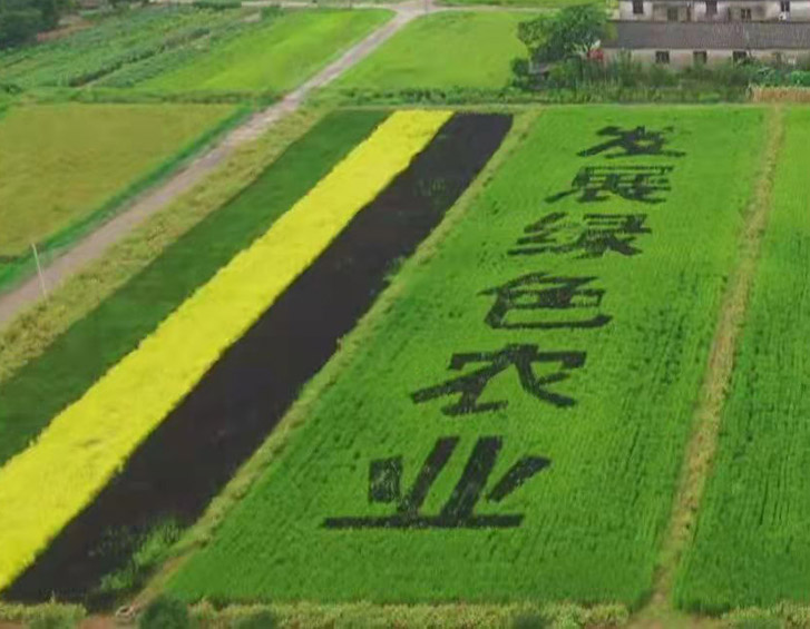 yy易游平台:高粱红了 农人笑了